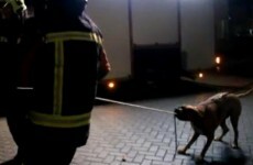 Look at this brilliant dog helping the firemen