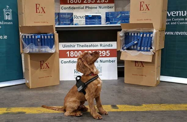 Revenue want 'confident' and 'not nervy' dogs for next generation of detector hounds