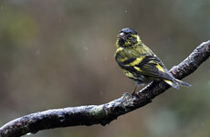 The Bee Guy: This rainy season has nearly washed us away