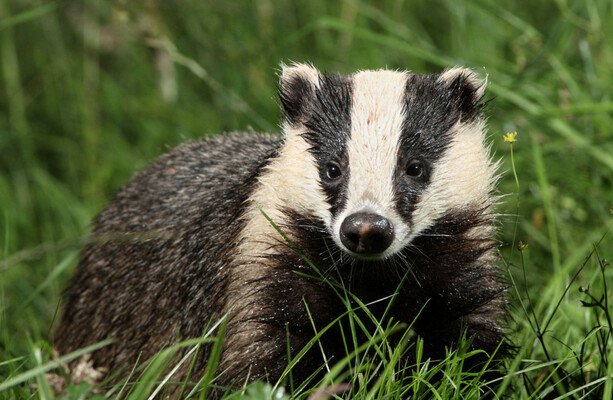 British politicians are upset that a badger may be replacing Churchill on the £5 note