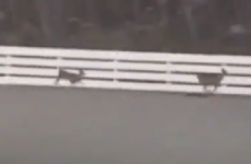 VIDEO: Horse racing interrupted when deer take to the track