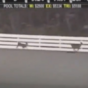 VIDEO: Horse racing interrupted when deer take to the track