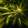 Three men charged in connection with cannabis seizure