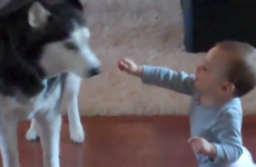 VIDEO: Baby talks to dog... dog talks back