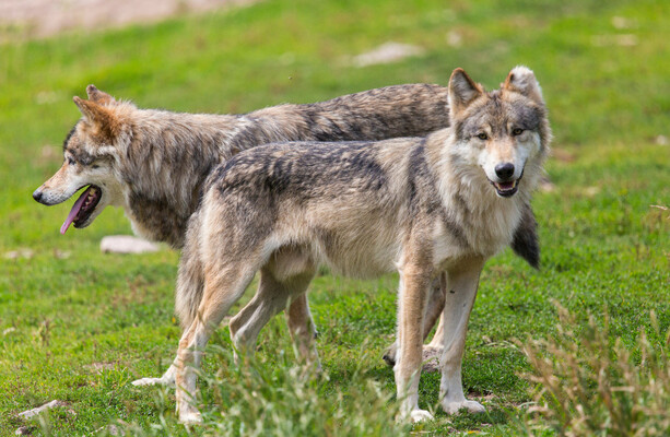 Wolves in Phoenix Park and public transport goes contactless: Today's best jokes (so far)