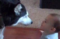 Look at this dog and baby having a chat (VIDEO)