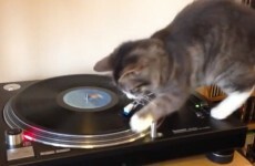 Cat DJ-ing, and bloody loving it