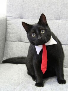 Meet our very special Budget 2013 analyst