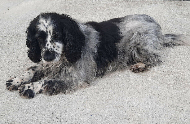Great Irish Bark Off: Meet your Pup of the Month