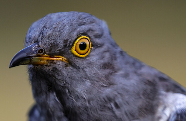 Cuckoo lands in Killarney National Park after flying 9,000 km from Ghana