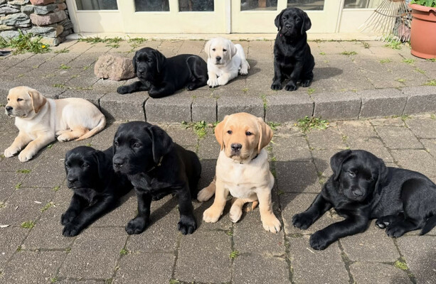 Irish Guide Dogs seeks volunteers and puppy raisers as it celebrates 50 years