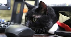 PHOTOS: Steve the Cat’s pre-budget meeting