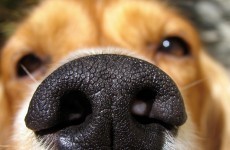 Pilot study says dogs can sniff out lung cancer