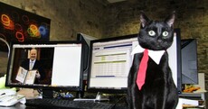 Steve the Cat has just heard about the €1 wine increase...