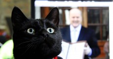 The day Steve the Cat came to our office… in photos
