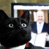 The day Steve the Cat came to our office… in photos