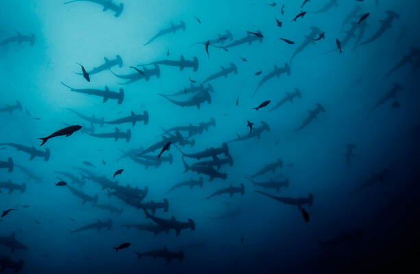 How much do you know about sea creatures?