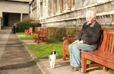 Update #2: Trinny the Trinity College cat still missing