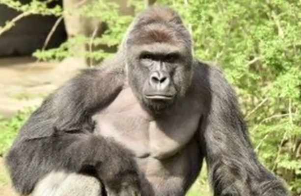 How do we understand a world where the White House shitposts about Harambe on his anniversary?