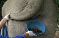 Coffee picked from elephant dung costs €40 a cup