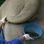 Coffee picked from elephant dung costs €40 a cup
