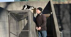 Pic: Three days after disappearance Trinny the Trinity College cat returns