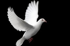 Short list announced for 2012 Tipperary International Peace Award