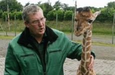 New arrivals at Dublin Zoo named
