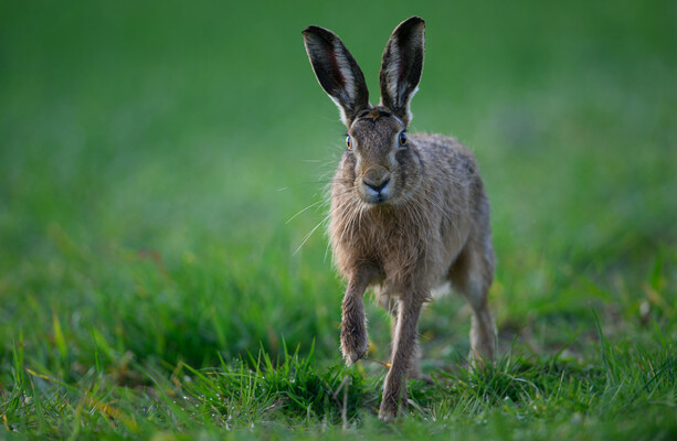 Hare coursing group refuse to provide evidence of claim coursing adds €70m to economy annually