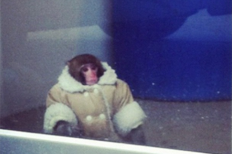 The monkey. Pretty snazzy coat eh?