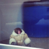 Monkey found at Ikea... wearing nice warm coat and nappy