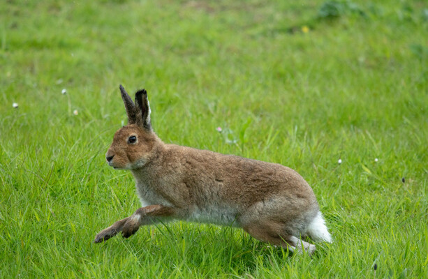 Overwhelming majority of Dáil vote against ban on hare coursing