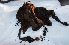 Ancient bog body found in Meath