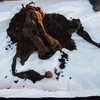 Ancient bog body found in Meath