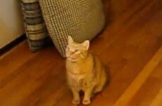 This cat can speak Spanish and English (video)