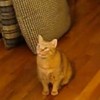 This cat can speak Spanish and English (video)