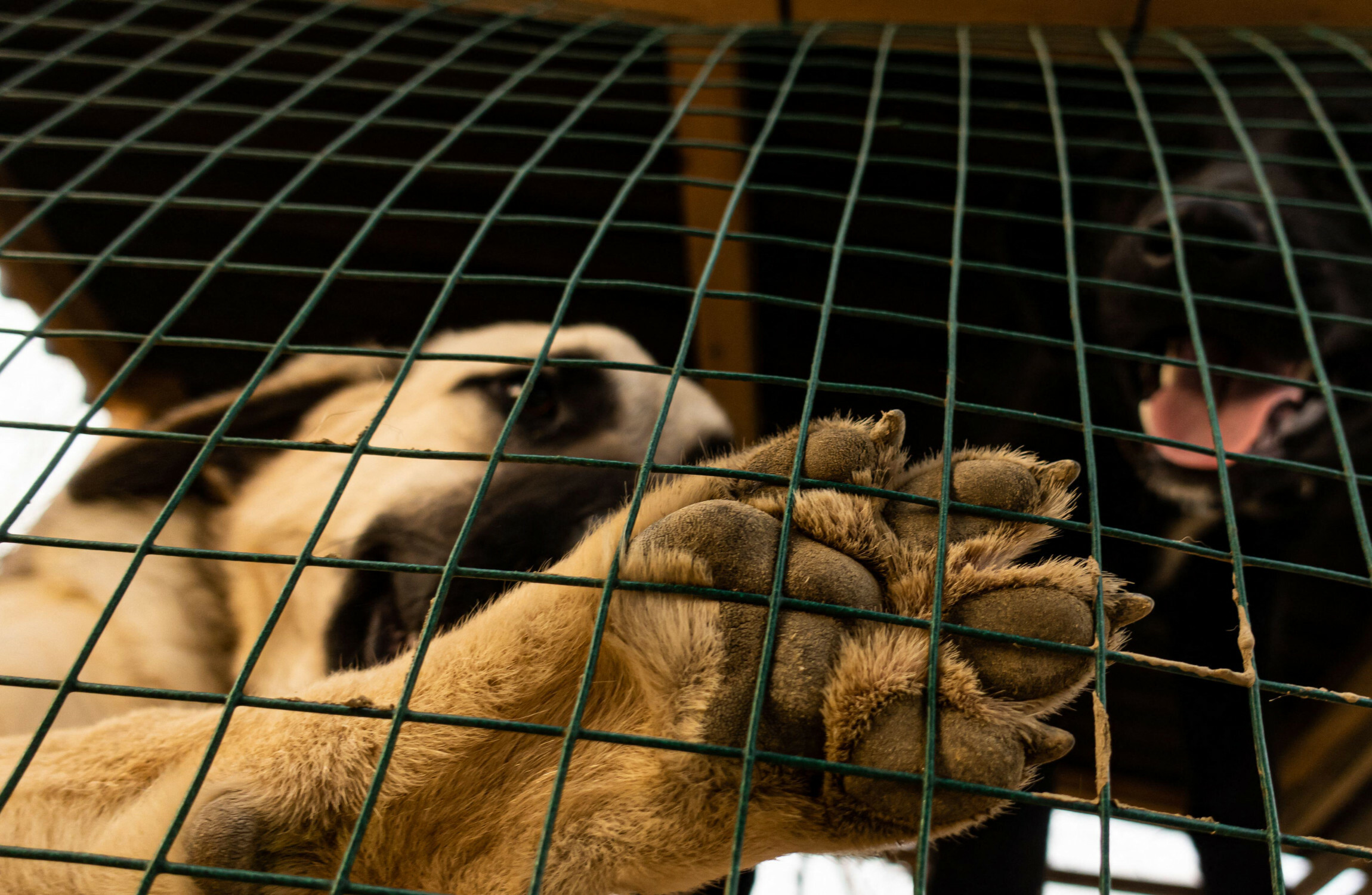 thejournal.ie - Emma DeSouza - Bred, abused and abandoned for profit: The cruelty behind Ireland's puppy farms