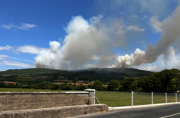 Has the type of tree planted on Slievenamon made this week's wildfires worse?
