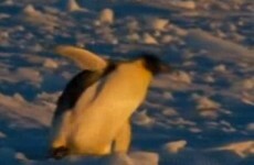 Penguins are always falling over … here’s 5 pieces of evidence