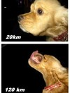 Want to see a dog accelerating from 20kph to 120kph?