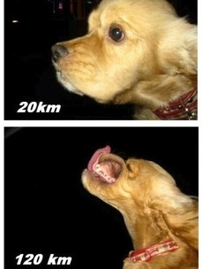 Want to see a dog accelerating from 20kph to 120kph?