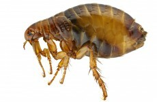 Staff bitten by fleas at University Hospital Galway