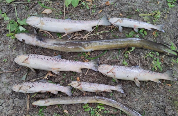 IFI following 'definite line of enquiry' after over 500 fish found dead along Tolka River