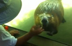 Look at this brilliant video of a beaver waving at a little boy