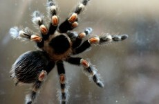 Man pleads guilty to mailing over 240 live tarantulas