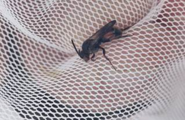 Critically endangered bee rediscovered in Offaly after 26 years