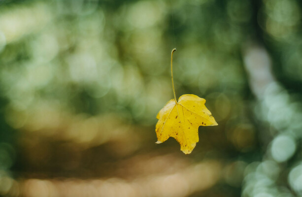 Have you spotted fallen leaves on the ground? It's because 'false autumn' may be here already