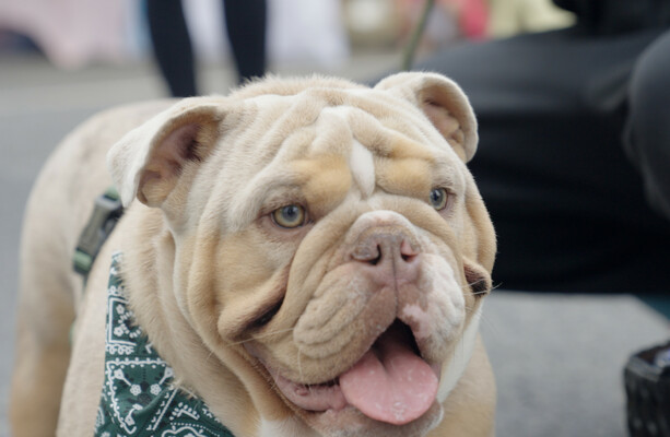 Best Dogs from Allianz Rewards Annual Pet Event: Photos