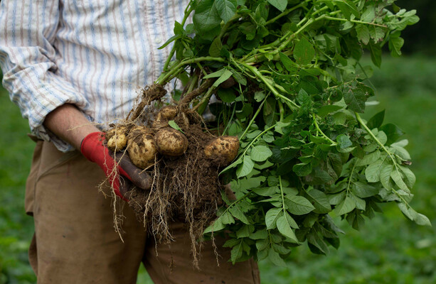 Agri future: What words send shivers down the spines of government and industry? Organic farming