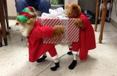 Your Emergency Christmas Spirit Injection